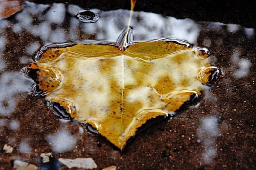 Close detail view of a fallen leaf on the shallow pool of water.