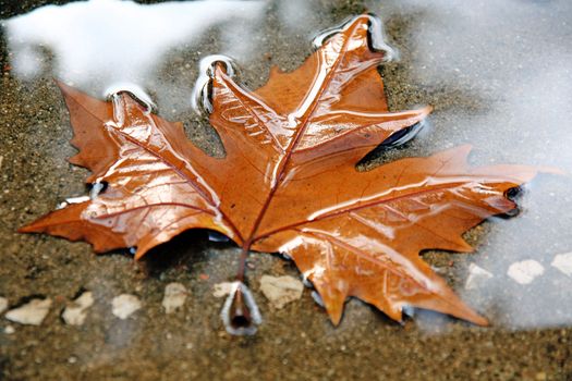 Close detail view of a fallen leaf submerged by water on a shallow pool.