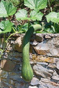long green pumpkin ia hanging from a garden wall