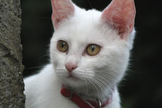 Face of a white young cat next to a wall