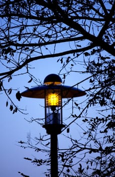 Public park lamp and tree branches at dawn.