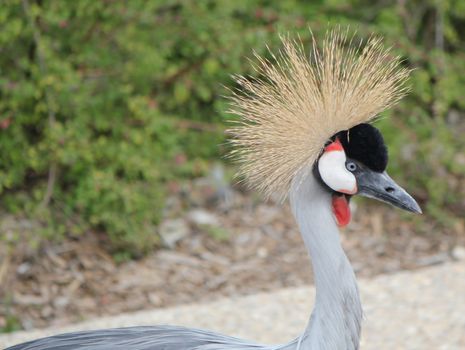 Head of a beautiful and elegant royal crane