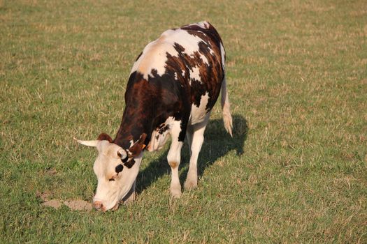 White and brown cow eating the grass