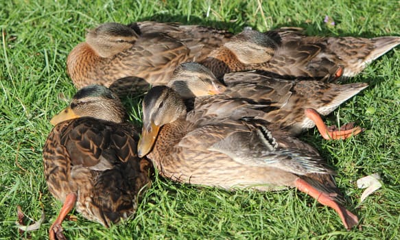 Several mallard ducks sleeping together on the green grass