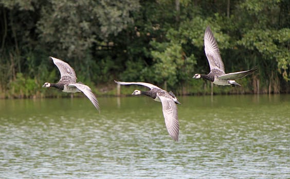 Three black and white gooses flying upon the water