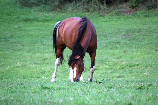 Bown horse with white legs eating the grass in a meadow