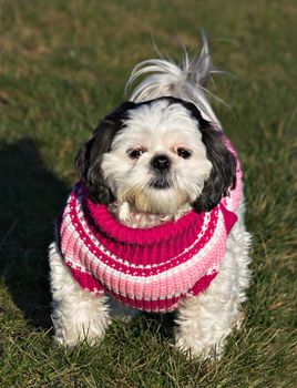 A white and black Shih Tzu in a pink, red, and white sweater