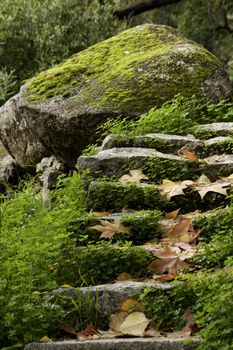 View of some stairs on a forest with green moss and fallen leafs.