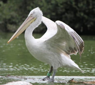 Pelican opening its wings widely and standing in the water