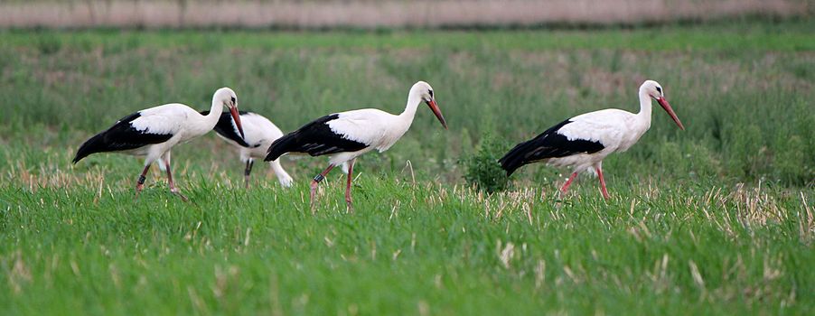 Four storks walking together in a field