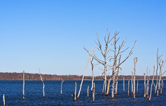 A reservoir filled with dead trees