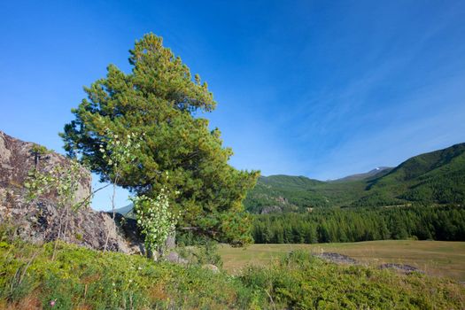 Altai mountains. Beautiful highland landscape. Russia. Siberia