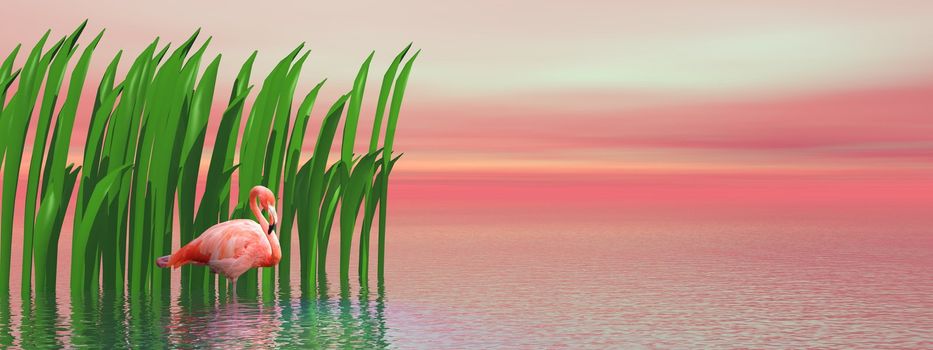 Beautiful pink flamingo standing alone in the water in front of green waterplant by sunset