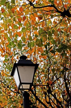 Detail view of a streetlight and colorful autumn leafs on a tree.