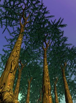 Several sequoias giant and deep blue sky
