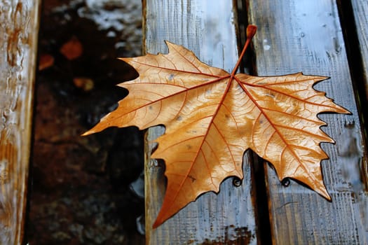 Close up detail view of a wet maple leaf on a wooden table.