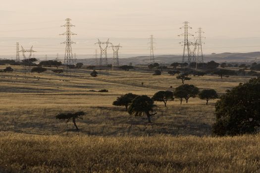 View of a bunch electricity towers on a Holm oak field.