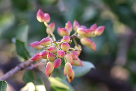 Pistachio branch with small depth of field