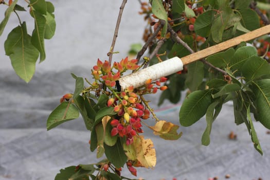 Pistachio harvesting using a stick to drop the seeds