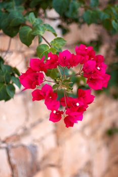  small red flowers in the shape of a heart on a stone wall background