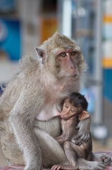 this picture is a little monkey