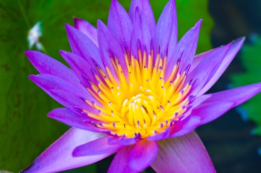 this picture is a purple lotus