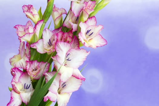 pink gladiolus