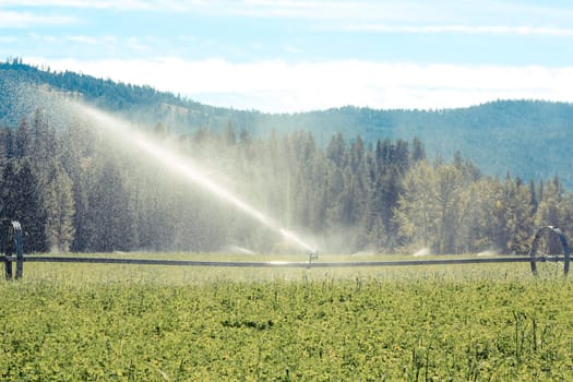 sprinklers fountain on the farm field