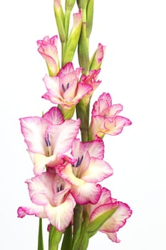 pink gladiolus