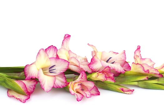 pink gladiolus