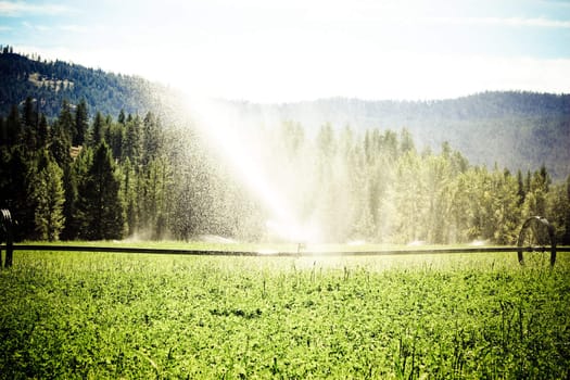 sprinklers fountain on the farm field