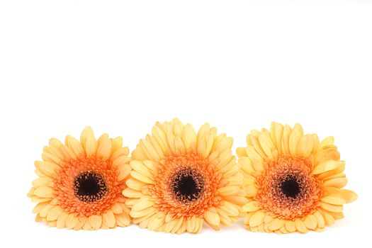 orange gerbera flowers