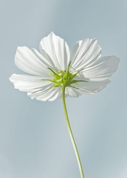 An image of a nice white cosmea