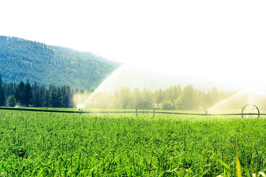 sprinklers fountain on the farm field