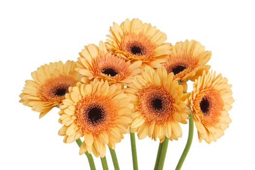 bunch of orange gerbera daisies