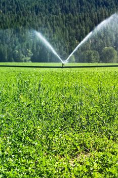 sprinklers fountain on the farm field