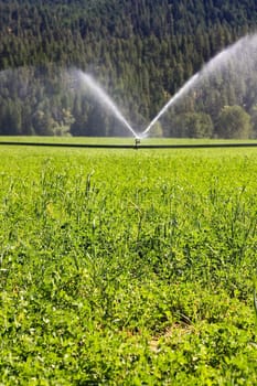 sprinklers fountain on the farm field