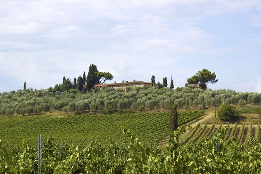 tuscany vineyard