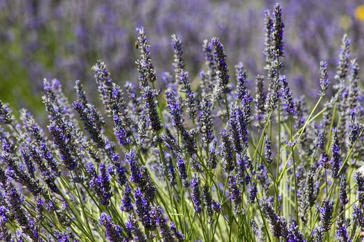 Lavender flowers