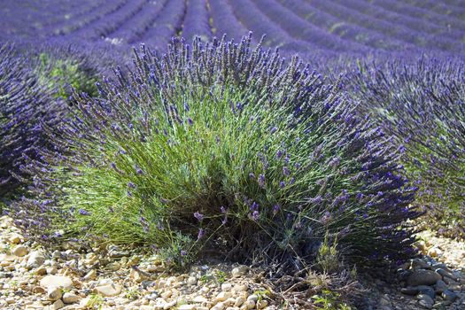 Lavender field in the region of Provence, southern France