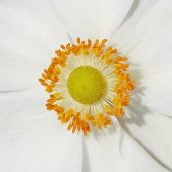 An image of a Anemones flower white