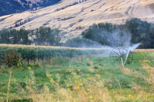 sprinklers fountain on the farm field
