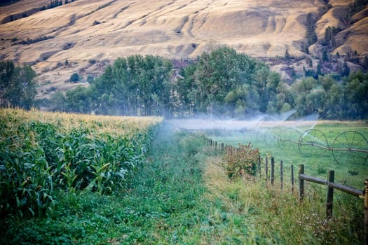 sprinklers fountain on the farm field