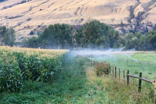 sprinklers fountain on the farm field