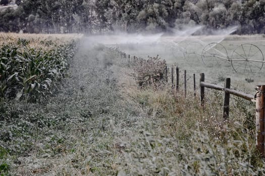 sprinklers fountain on the farm field