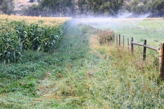 sprinklers fountain on the farm field