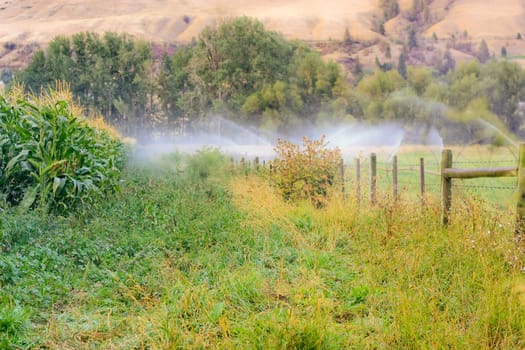 sprinklers fountain on the farm field