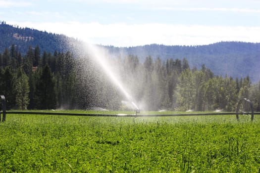 sprinklers fountain on the farm field