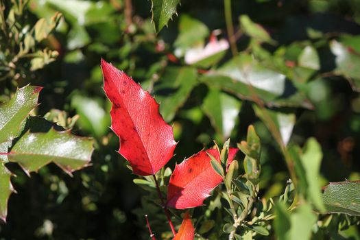 holly red and green