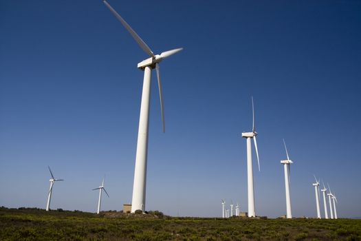 View of a field of giant windmills.